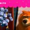 A TRAMA ARRUINADA DE GRIZZY | GRIZZY & THE LEMMINGS | CARTOONITO