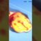 EM BUSCA BUSCA DO TREVO DA SORTE | GRIZZY & THE LEMMINGS