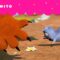 GRIZZY ATRÁS DE UMA FLOR PARA SHE-BEAR | GRIZZY & THE LEMMINGS | CARTOONITO