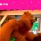 GRIZZY IRRITADO COM O VENTO | GRIZZY & THE LEMMINGS | CARTOONITO