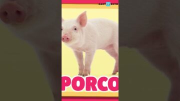 LETRA P: APRENDA PALAVRAS COM ESTA LETRA | GALINHA PINTADINHA