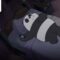 PANDA BUSCA UM NOVO AMIGO POR MEIO DE UM APLICATIVO | URSOS SEM CURSO | CARTOON NETWORK