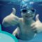 Peppa and Zoggs Swimming Tips Part 4