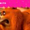 VIVENDO EMOÇÕES COM GRIZZY | GRIZZY & THE LEMMINGS | CARTOONITO